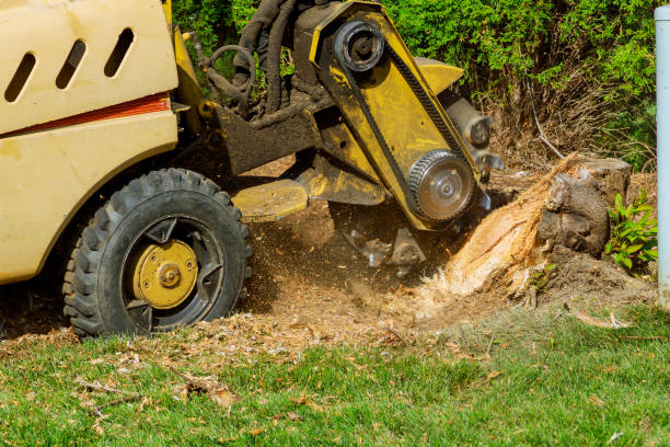 Best Tree Clearing Services  in USA